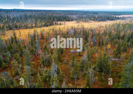 Un'antenna di famose torbiere appese nel Parco Nazionale della Riisitunturi autunnale, nel mezzo delle foreste di taiga, durante un giorno di autunno noioso e cupo. Foto Stock