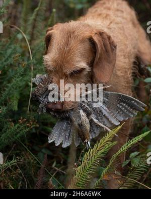 Ungherese Wirehaired Vizsla recupero di un cazzo di legno Foto Stock