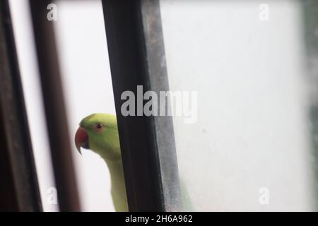 Pappagallo indiano verde fuori dalla finestra della cucina, guardando all'interno per il cibo. Foto Stock