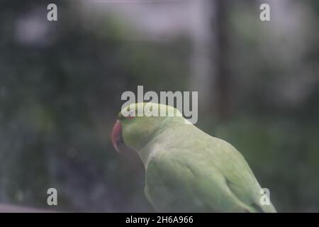 Pappagallo indiano verde fuori dalla finestra della cucina, guardando all'interno per il cibo. Foto Stock