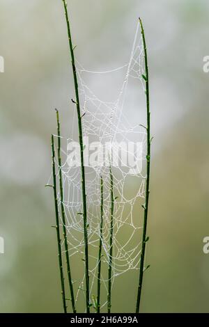 La tela di Spider si è filata tra rami e gambi nel sottobosco in un bosco, coperto di gocce d'acqua, dalla rugiada nebulosa del mattino presto. Foto Stock