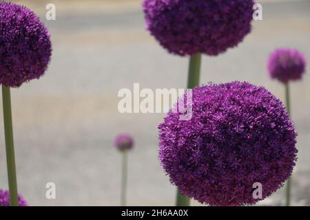 allio gladiatore viola multiplo in un giardino in piena fioritura Foto Stock