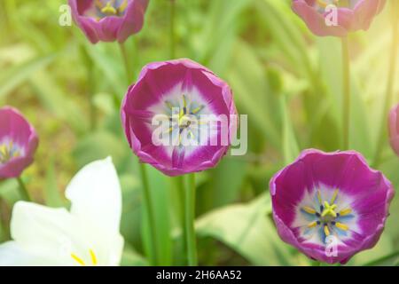 Tulipano rosa in fiore da vicino con una luce proveniente da sole Foto Stock