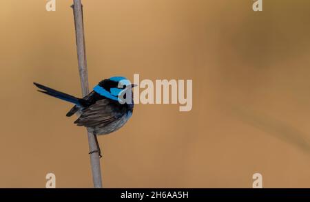 Maschio superbo fairy-wren Foto Stock