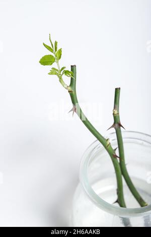 parte delle rose di gambo con spine isolate su sfondo bianco Foto Stock