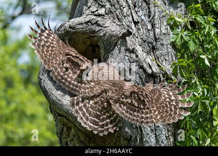 Ritratto di un maschio Barred Owl arroccato su un ramo di albero. Questo maschio Barred gufo stava sorvegliando i suoi tre galli del bambino in un nido mentre il gufo della lama era via. Foto Stock