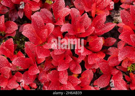 Un tappeto di bearberry rosso vibrante alpino, alpina Arctous durante il fogliame autunnale in Lapponia finlandese, Nord Europa. Foto Stock