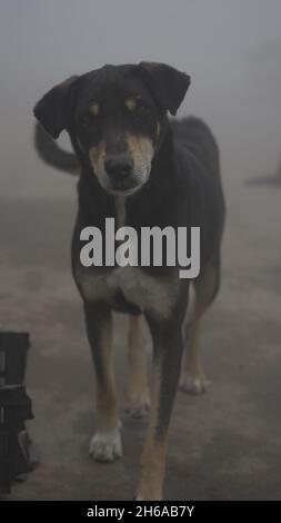 Immagine di alta qualità: Ritratto di Street Dog in nebbia invernale, sguardo Di Un Street Dog attraverso il nebbia #dog #Dogs Foto Stock