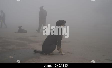 Immagine di alta qualità: Ritratto di Street Dog in nebbia invernale, sguardo Di Un Street Dog attraverso il nebbia #dog #Dogs Foto Stock