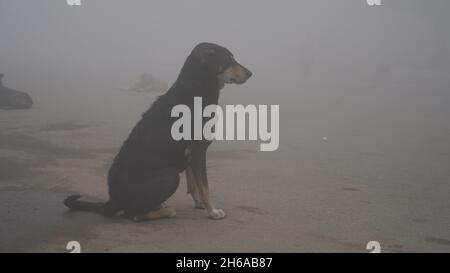 Immagine di alta qualità: Ritratto di Street Dog in nebbia invernale, sguardo Di Un Street Dog attraverso il nebbia #dog #Dogs Foto Stock