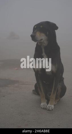 Immagine di alta qualità: Ritratto di Street Dog in nebbia invernale, sguardo Di Un Street Dog attraverso il nebbia #dog #Dogs Foto Stock
