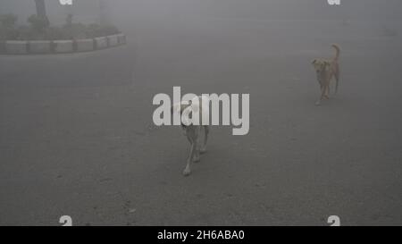Immagine di alta qualità: Ritratto di Street Dog in nebbia invernale, sguardo Di Un Street Dog attraverso il nebbia #dog #Dogs Foto Stock