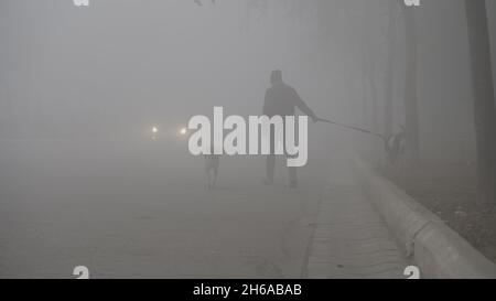 Immagine di alta qualità: Ritratto di Street Dog in nebbia invernale, sguardo Di Un Street Dog attraverso il nebbia #dog #Dogs Foto Stock