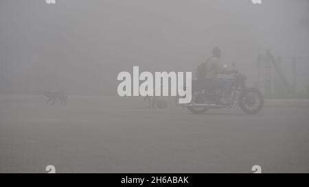 Immagine di alta qualità: Ritratto di Street Dog in nebbia invernale, sguardo Di Un Street Dog attraverso il nebbia #dog #Dogs Foto Stock