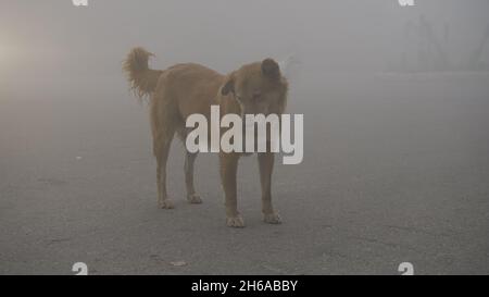 Immagine di alta qualità: Ritratto di Street Dog in nebbia invernale, sguardo Di Un Street Dog attraverso il nebbia #dog #Dogs Foto Stock