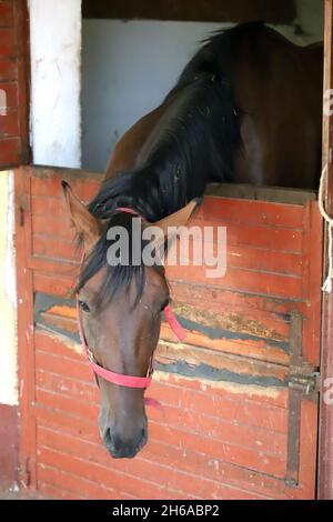 Bel cavallo giovane in piedi nella stalla porta. Giovane purebred che guarda fuori la porta del fienile. Cavallo da corsa si trova dietro la recinzione di legno marrone a un rurale Foto Stock