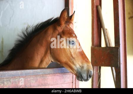 Bel cavallo giovane in piedi nella stalla porta. Giovane purebred che guarda fuori la porta del fienile. Cavallo da corsa si trova dietro la recinzione di legno marrone a un rurale Foto Stock