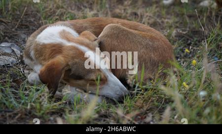 Immagine di alta qualità: Ritratto del cane #cane #cani Foto Stock