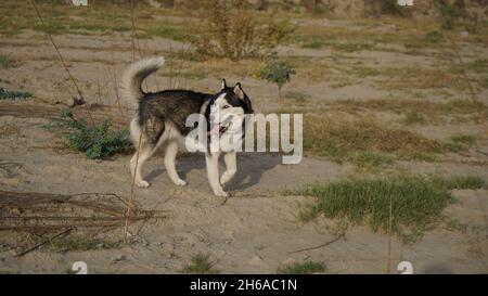 Immagine di alta qualità: Ritratto del cane #cane #cani Foto Stock