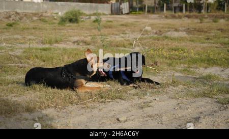 Immagine di alta qualità: Ritratto del cane #cane #cani Foto Stock