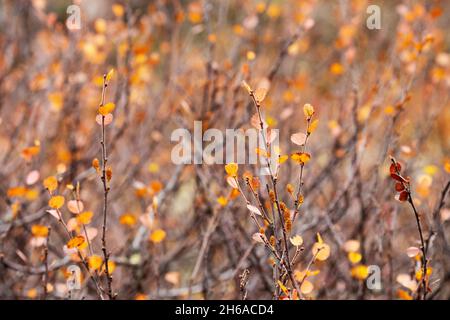 Coloratissima e minuscola betulla nana, foglie di Betula nana durante il fogliame autunnale nella Finlandia settentrionale. Foto Stock