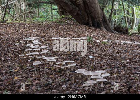 Enorme gruppo di imbuto nuvoloso (Clitocybe nebularis) su Box Hill, Surrey- oltre 200 Foto Stock