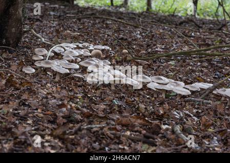 Enorme gruppo di imbuto nuvoloso (Clitocybe nebularis) su Box Hill, Surrey- oltre 200 Foto Stock