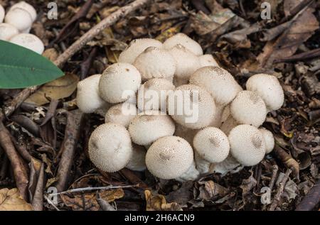 Gruppo di palle comuni (Lycooperdon perlatum) Foto Stock