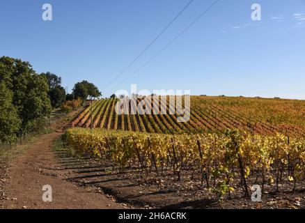 Vitigni in autuno in Val di Cornia Foto Stock