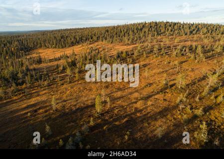 Un'antenna di piste famose si trova nel Parco Nazionale di Riisitunturi, nel mezzo delle foreste di taiga, durante una bella serata. Foto Stock