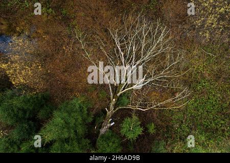 Aereo di una vecchia cenere europea caduta, Fraxinus excelsior albero dopo la dieback cenere causato dal fungo Hymenoscyphus fraxineus in Estonia. Foto Stock