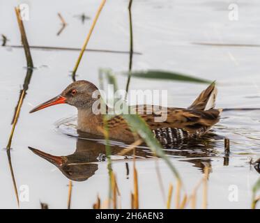 Water Rail, Teifi Marshes, Cilgerran, Galles Foto Stock