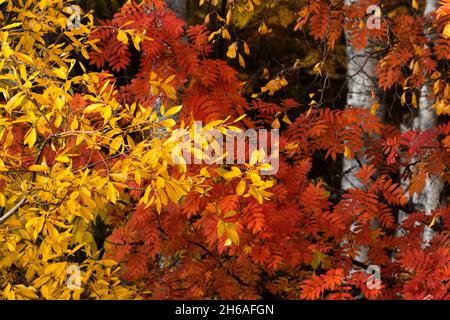 Foglie colorate rosse di Rowan e foglie gialle di betulla argentata e salice in Finlandia autunnale. Foto Stock