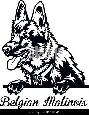 Malinois Belga cane da Pechino - testa isolata su bianco - stock vettoriale Illustrazione Vettoriale