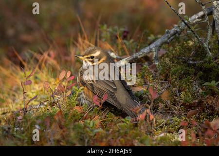 Il songbird settentrionale Redwing, Turdus iliacus sul terreno nella Finlandia settentrionale Foto Stock