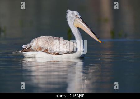Un giovane pellicano dalmata (Pelecanus crispus) che nuota nel lago Kerkini nel nord della Grecia in primavera Foto Stock