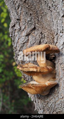 Primo piano di tre funghi che crescono su un tronco di albero che stanno lentamente morendo a causa del freddo tempo di novembre Foto Stock
