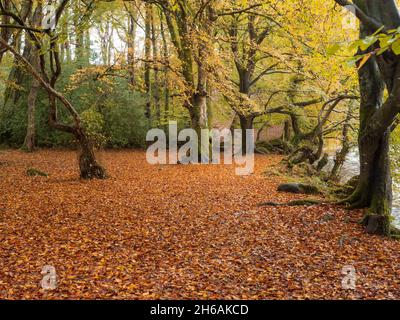 Foglie d'autunno rosse e arancioni che coprono il pavimento di una foresta nel Galles del Nord Foto Stock