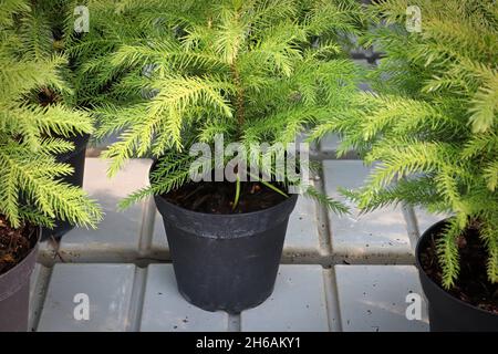 Primo piano di una pianta verde in vaso di pino norfolk Foto Stock