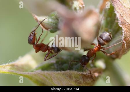 Formiche rosse che mungono gli afidi Foto Stock