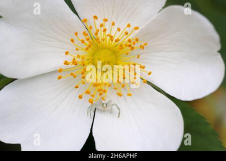 Ragno di granchio (misumena vatia) su fiore di rosa bianco Foto Stock