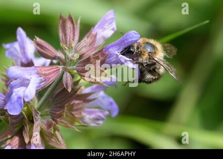 Ackerhummel (Bombus pascuorum), Bee carder comune Foto Stock