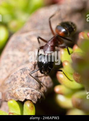 Tappeto marrone-nero ANT Foto Stock