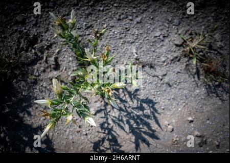 Bractless Stickleaf pianta in terra sabbiosa asciutta nel Kansas rurale Foto Stock