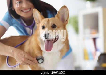 Sorridente medico veterinario femminile ascolta con stetoscopio a cane su appuntamento medico Foto Stock