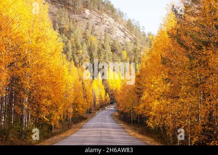 Una piccola strada che conduce attraverso colorate foreste di Birch durante il fogliame autunnale vicino Kuusamo, Finlandia settentrionale. Foto Stock