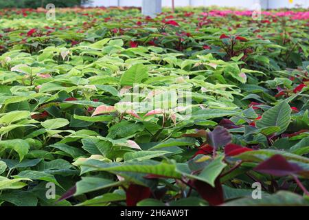 File di poinsettias che crescono in una serra prima di Natale Foto Stock