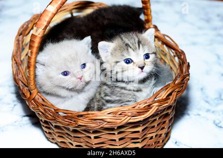 Quattro gattini scozzesi in un cestino, un gattino per animali, un tema di gatti e gattini domestici Foto Stock