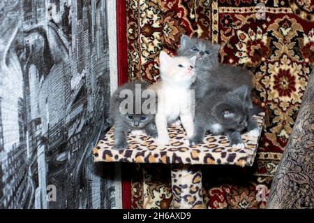 tre gattini blu e uno beige su un palo graffiante, su uno sfondo tappeto, il tema dei gatti domestici e gattini Foto Stock