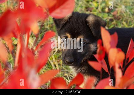 Piccolo cucciolo con occhi tristi dopo aver malfatto. Foto Stock